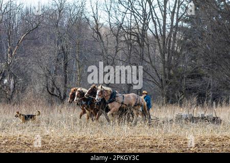 Preparing the soil with a horse-drawn discing machine on an Amish farm in central Michigan, USA [No model release; editorial licensing only] Stock Photo