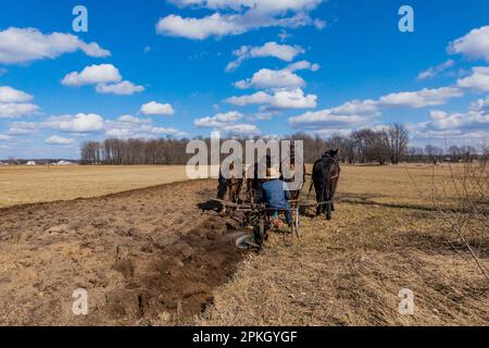 Spring plowing with a single blade plow on an Amish farm in central Michigan, USA [No model release; editorial licensing only] Stock Photo