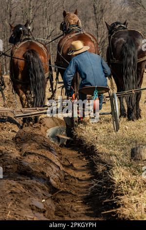 Spring plowing with a single blade plow on an Amish farm in central Michigan, USA [No model release; editorial licensing only] Stock Photo