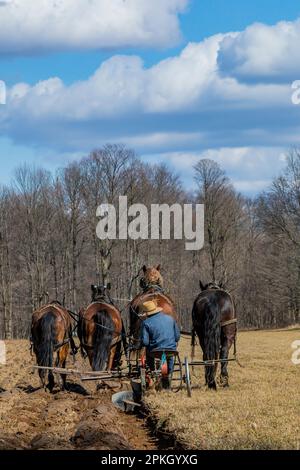 Spring plowing with a single blade plow on an Amish farm in central Michigan, USA [No model release; editorial licensing only] Stock Photo