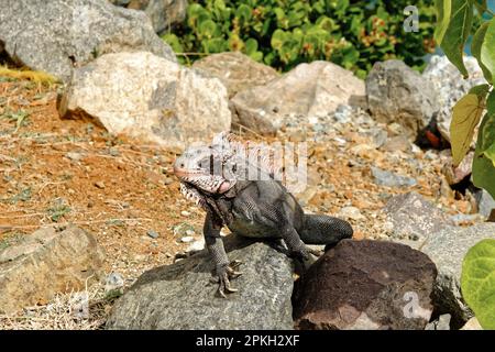 ST THOMAS, USVI - February 2, 2023: Tourism is a major industry in St Thomas. Recovery from Covid restrictions has become to resume tourism to former Stock Photo