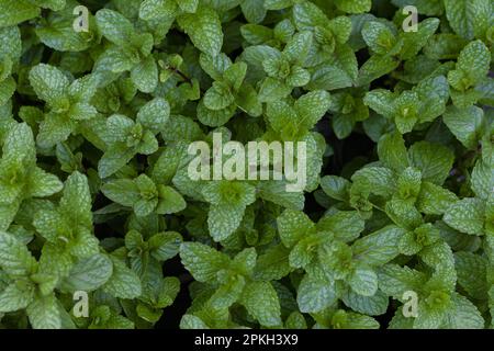 Mint leaves background. Green leaves of pudina plant densely grown. Shot taken from top. Stock Photo