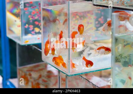 Closeup shot of red cap oranda goldfish kept in an aquarium of pet shop or fish store. This popular ornamental fish has silver white body and red patc Stock Photo