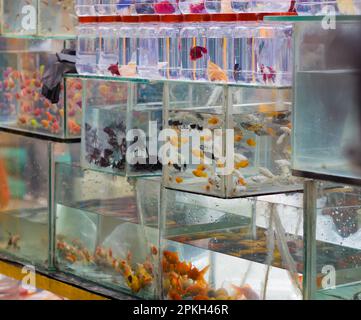 Various colorful ornamental fish are kept in small aquariums and containers for sale in pet store or market. Beautiful small fishes like betta, goldfi Stock Photo