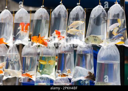 Various colorful ornamental fish are kept in inflated transparent