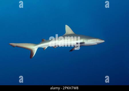 grey reef shark, Carcharhinus amblyrhynchos, juvenile, Tubbataha Reef, Tubbataha Natural Park, Tubbataha Reefs Natural Park, National Park, Palawan, P Stock Photo