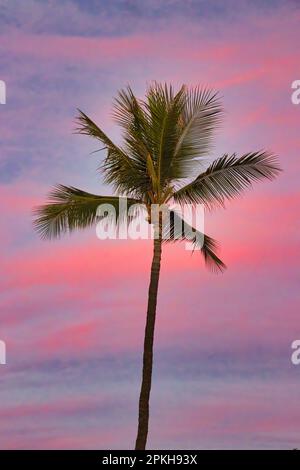 Surreal sunset view with palm tree silhouette Stock Photo