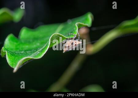 closeup shot of tiny spiny orb-weaver spider. Stock Photo