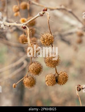 Plane tree fruits on the branches in early spring Stock Photo