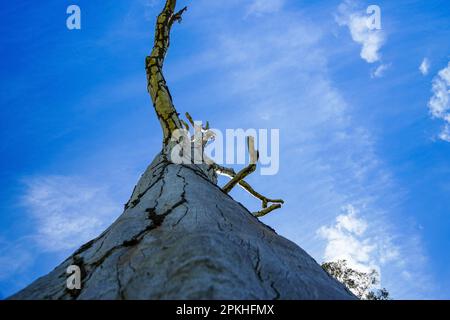 Dramatic view: looking up along the trunk of an old dead tree with branches silhouetted against vivid blu sky with wispy clouds. Stock Photo