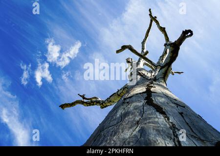 Dramatic view: looking up along the trunk of an old dead tree with branches silhouetted against vivid blu sky with wispy clouds. Stock Photo