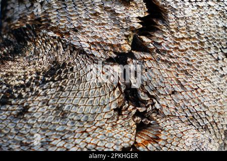 Closeup: abstract pattern on the trunk of an Australian grass tree. Looks like snake skin. Stock Photo
