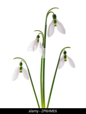 Snowdrop flowers isolated on white background. Beautiful spring flowers Stock Photo