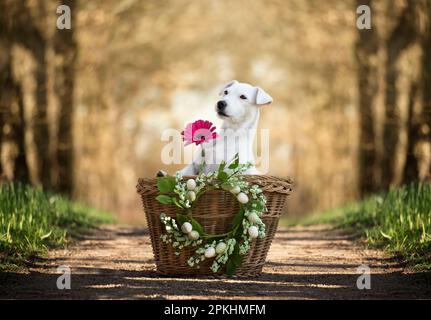 Dog sitting in a basket with a pink gerbera. Easter holidays symbol of spring. Patterdale terrier. Stock Photo