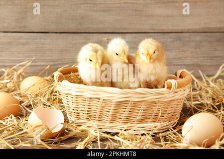 Three chicks in a basket on grey background Top view Stock Photo
