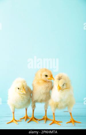 Three chicks in front of blue background. Top view Stock Photo