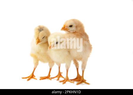 Three chicks in front of white background. Top view Stock Photo