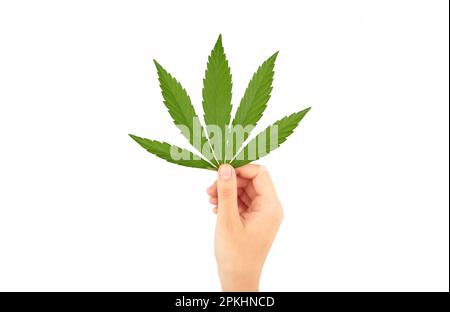 Human hand holding a cannabis or marijuana leaf on white. Top view Stock Photo