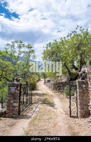 Drive to a plantation with olive trees, hiking trail from Soller to Fornalutx, Serra de Tramuntana, Majorca, Balearic Islands, Spain Stock Photo