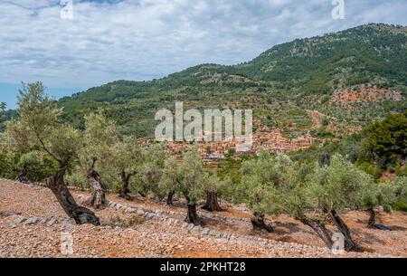 Olive trees in terraced cultivation, mountain village of Fornalutx at the back, hiking trail from Soller to Fornalutx, Serra de Tramuntana, Majorca Stock Photo