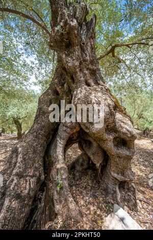 Gnarled trunk and roots of an olive tree, olive trees in terraced cultivation, hiking trail from Soller to Fornalutx, Serra de Tramuntana, Majorca Stock Photo