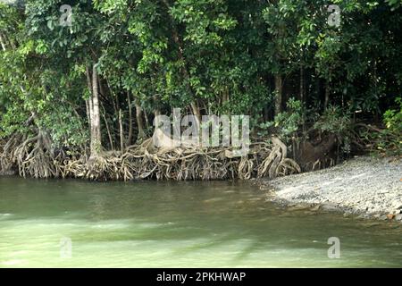 Mangrove forest thriving along the sea coast : (pix Sanjiv Shukla) Stock Photo