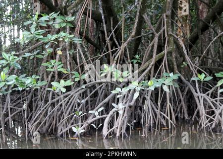 Mangrove forest thriving along the sea coast : (pix Sanjiv Shukla) Stock Photo