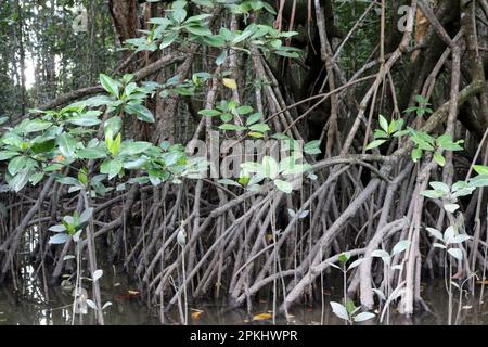 Mangrove forest thriving along the sea coast : (pix Sanjiv Shukla) Stock Photo