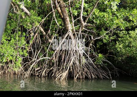 Mangrove forest thriving along the sea coast : (pix Sanjiv Shukla) Stock Photo