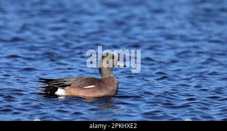 American wigeon, swimming in blue water Stock Photo