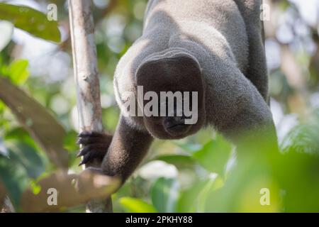Brown woolly monkey, also known as common woolly monkey (Lagothrix lagotricha) or Humboldt woolly monkey, hanging in a tree, Amazonas State, Brazil Stock Photo