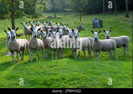 Domestic Sheep, Blue-faced Leicester ewes, flock standing in pasture, Silverdale, Lancashire, England, United Kingdom Stock Photo