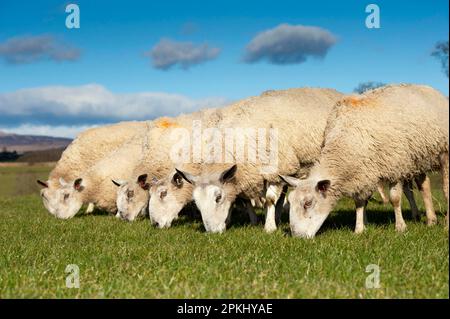 Domestic Sheep, Blue-faced Leicester, ewes, flock grazing spring grass, Scotland, United Kingdom Stock Photo