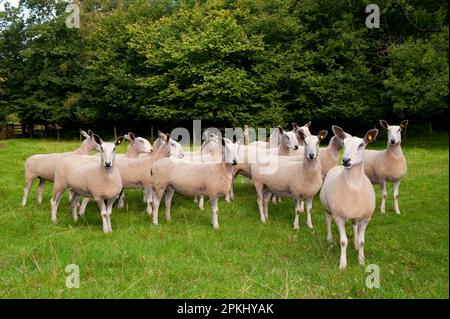 Domestic Sheep, Blue-faced Leicester ewes, flock standing in pasture, Silverdale, Lancashire, England, United Kingdom Stock Photo