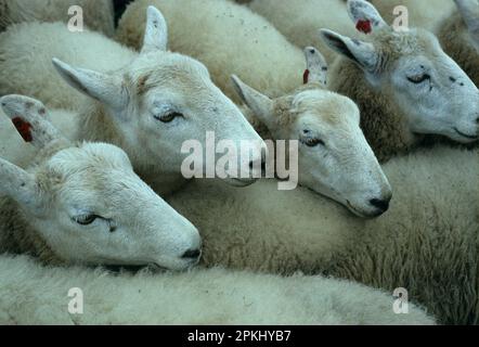 Border Leicester Sheep, close-up of sheep in pen, Findon Sheep Fair, Sussex, England, Great Britain Stock Photo