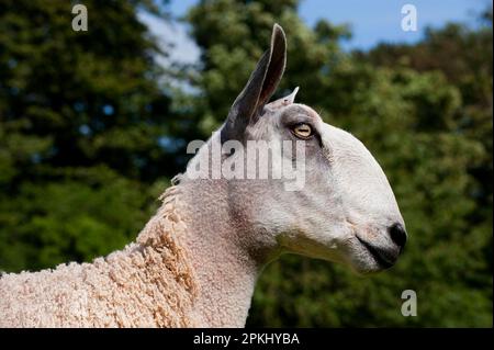 Domestic Sheep, Blue-faced Leicester, ram lamb, close-up of head, Silverdale, Lancashire, England, United Kingdom Stock Photo