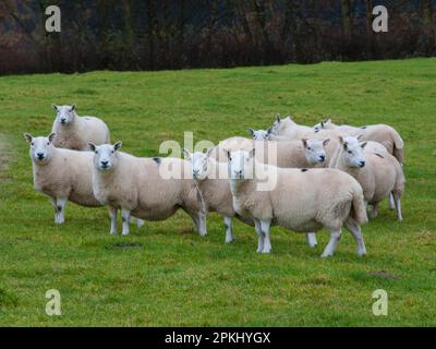 Domestic Sheep, North Country Cheviot ewes, Lairg type, flock standing in pasture, Langholm, Dumfriesshire, Scotland, United Kingdom Stock Photo