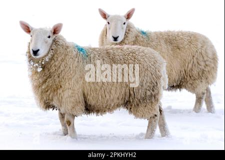 Domestic sheep, Cheviot ewes, two standing in the snow, Lake District, Cumbria, England, winter Stock Photo
