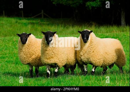 Domestic Sheep, Beulah Speckled-face rams, three standing in pasture, England, United Kingdom Stock Photo