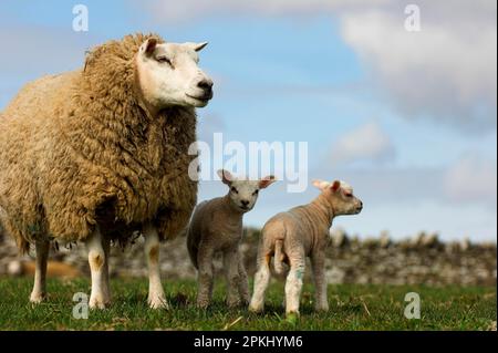 Domestic Sheep, Beltex x Texel ewe, with Beltex sired lambs, lamb with band to dock tail, England, United Kingdom Stock Photo