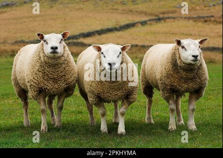 Domestic Sheep, Beltex and Texel rams, three standing in field, England, United Kingdom Stock Photo