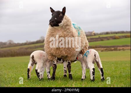 Domestic Sheep, Beulah Speckled Face, ewe with twin mule lambs suckling, Anglesey, Wales, United Kingdom Stock Photo