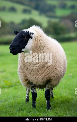 Domestic sheep, Beulah Speckled Face ram, standing on pasture, ready for pedigree sale, Wales, autumn Stock Photo