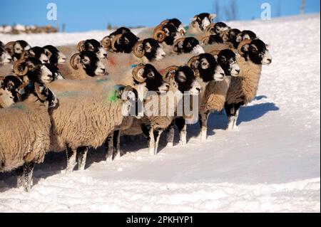 Domestic Sheep, Swaledale flock, standing in snow covered upland pasture, Cumbria, England, United Kingdom Stock Photo