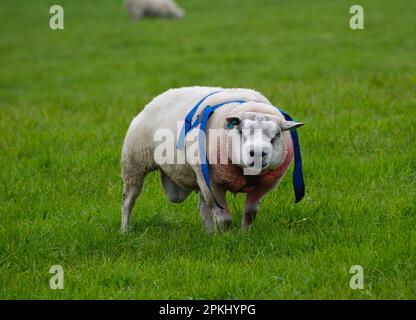 Domestic Sheep, Beltex ram, wearing raddle, with Texel ewe, standing in ...