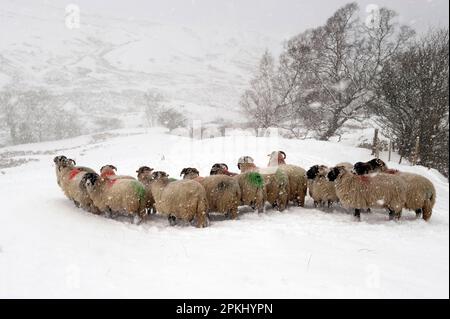 Domestic Sheep, Swaledale flock, standing in snowstorm on snow covered pasture, Cumbria, England, United Kingdom Stock Photo