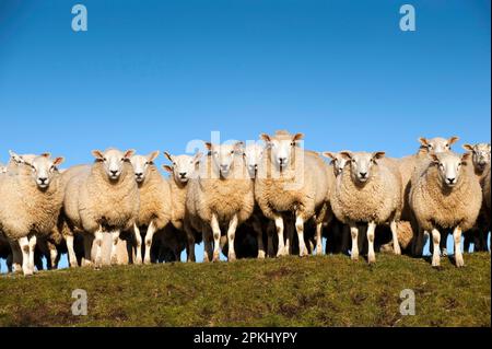 Domestic Sheep, Beltex, flock standing on hillside, England, United Kingdom Stock Photo