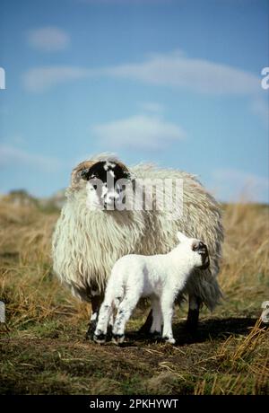 Scottish Blackface Sheep, ewe with lamb, ear tag on ewe Stock Photo