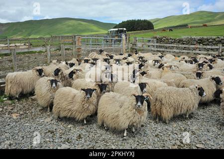 Domestic Sheep, Scottish Blackface ewe lambs, flock standing in pen, cattle grazing in next field, Moffat, Borders, Scotland, United Kingdom Stock Photo