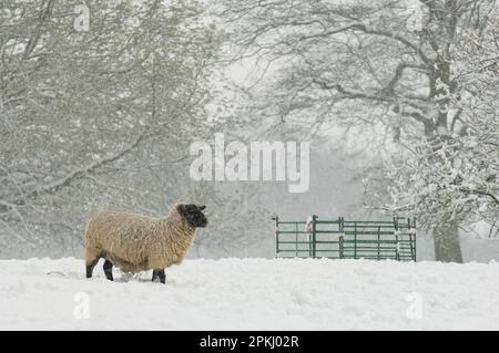 Domestic sheep, Suffolk x North Country Mule, ewe, standing in snow, North Downs, Kent, England, winter Stock Photo